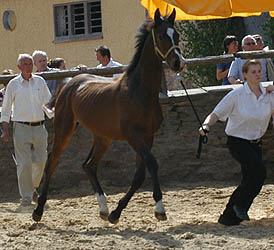 Jhrlingshengst v. Summertime u.d. Zaubermelodie v. Tuareg