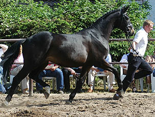 3jhriger Trakehner von Summertime u.d. Greta Garbo v. Alter Fritz, Gestt Hmelschenburg