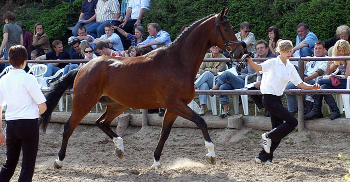 Karas: 3jhriger Wallach von Summertime u.d. Pr.St. Kalmar v. Exclusiv