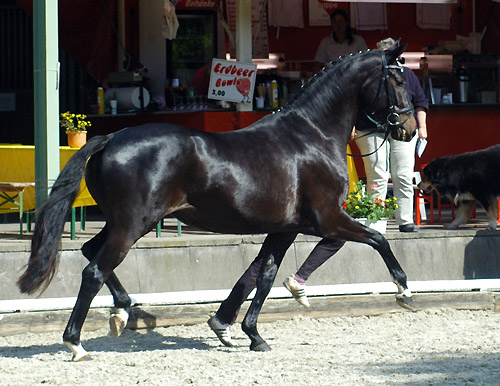 Vitalia v. Exclusiv - Showmaster, Gestt Hmelschenburg, Foto: Beate Langels