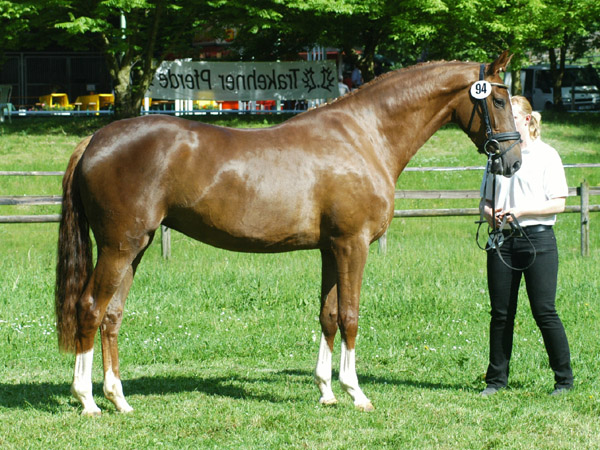 Kavalou v. Shavalou u.d. Elitestute Kalmar v. Exclusiv - Trakehner Gestt Hmelschenburg - Foto: Beate Langels