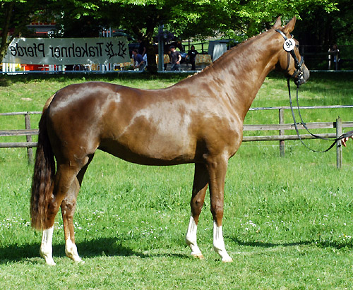 Kavalou v. Shavalou u.d. Elitestute Kalmar v. Exclusiv - Trakehner Gestt Hmelschenburg - Foto: Beate Langels