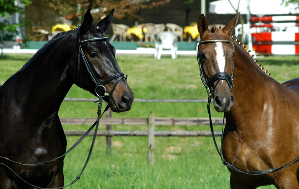 Vitalia v. Exclusiv - Showmaster und Kavalou v. Shavalou, Gestt Hmelschenburg, Foto: Beate Langels