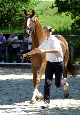 Kavalou v. Shavalou u.d. Elitestute Kalmar v. Exclusiv - Trakehner Gestt Hmelschenburg - Foto: Beate Langels