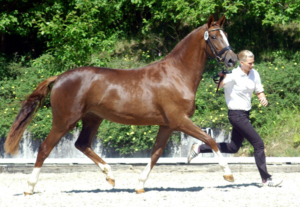 Kavalou v. Shavalou u.d. Elitestute Kalmar v. Exclusiv - Trakehner Gestt Hmelschenburg - Foto: Beate Langels