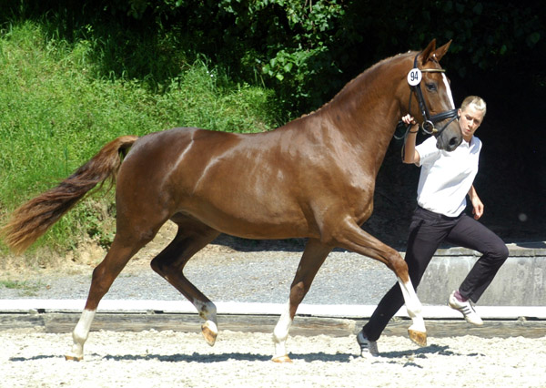 Kavalou v. Shavalou u.d. Elitestute Kalmar v. Exclusiv - Trakehner Gestt Hmelschenburg - Foto: Beate Langels