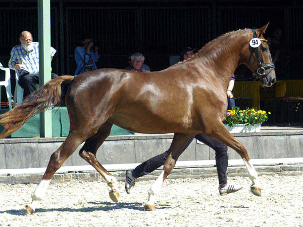 Kavalou v. Shavalou u.d. Elitestute Kalmar v. Exclusiv - Trakehner Gestt Hmelschenburg - Foto: Beate Langels