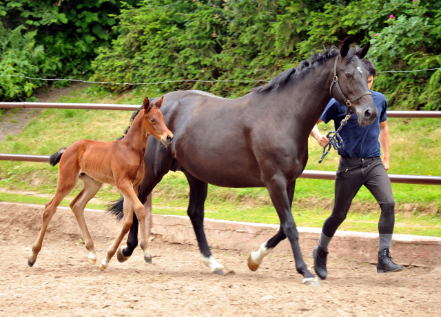 Stutfohlen von Oliver Twist u.d. Pr.u.StPrSt. Vittoria v. Exclusiv - Trakehner Gestt Hmelschenburg - Foto: Beate Langels - Trakehner Gestt Hmelschenburg