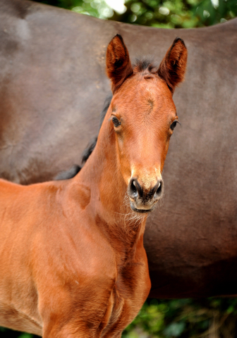 Valpiana - Stutfohlen von Oliver Twist u.d. Pr.u.StPrSt. Vittoria v. Exclusiv - Trakehner Gestt Hmelschenburg - Foto: Beate Langels - Trakehner Gestt Hmelschenburg