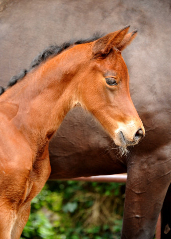 Stutfohlen von Oliver Twist u.d. Pr.u.StPrSt. Vittoria v. Exclusiv - Trakehner Gestt Hmelschenburg - Foto: Beate Langels - Trakehner Gestt Hmelschenburg