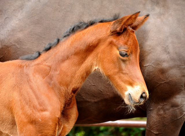 Stutfohlen von Oliver Twist u.d. Pr.u.StPrSt. Vittoria v. Exclusiv - Trakehner Gestt Hmelschenburg - Foto: Beate Langels - Trakehner Gestt Hmelschenburg