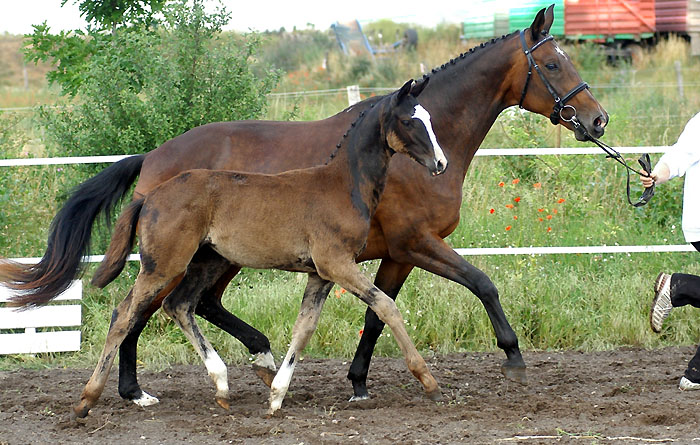 Stutfohlen von Alter Fritz u.d. Elitestute Gloriette v. Kostolany, Foto: Beate Langels