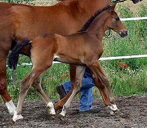 Trakehner Hengstfohlen von Kostolany u.d. Olympia v. Le Duc, Foto: Beate Langels Gestt Hmelschenburg