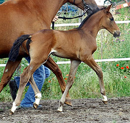 Trakehner Hengstfohlen von Kostolany u.d. Olympia v. Le Duc, Foto: Beate Langels Gestt Hmelschenburg