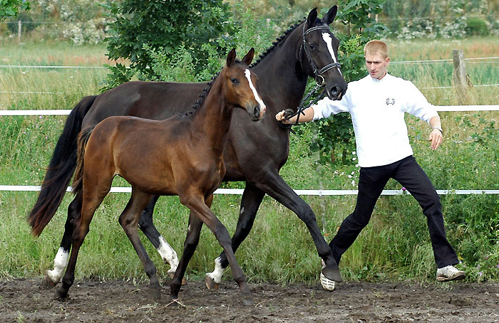 Trakehner Stutfohlen von Freudenfest u.d. Prmienstute Grace Note v. Alter Fritz Kostolany - Gestt Schplitz