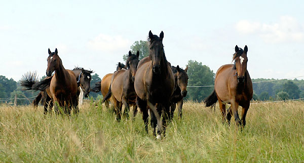 2jhrige Stuten - in der Mitte Vitalia v. Exclusiv, rechts Kalahari v. Exclusiv - Foto: Beate Langels Gestt Hmelschenburg