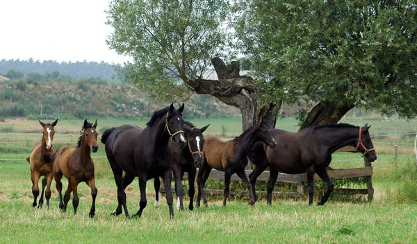 Stutenherde in Schplitz - Foto: Beate Langels Gestt Hmelschenburg