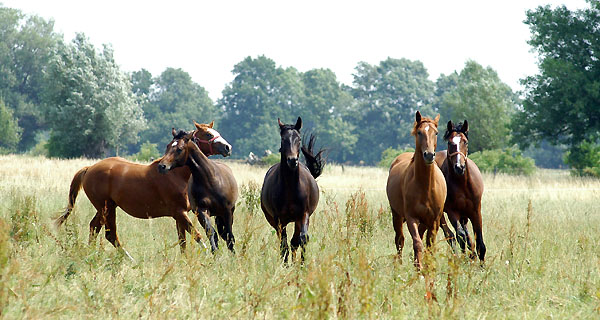 2-jhrige Hengste - Foto: Beate Langels Gestt Hmelschenburg