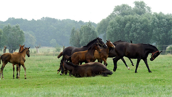 Stuten und Fohlen in Schplitz - Foto: Beate Langels Gestt Hmelschenburg