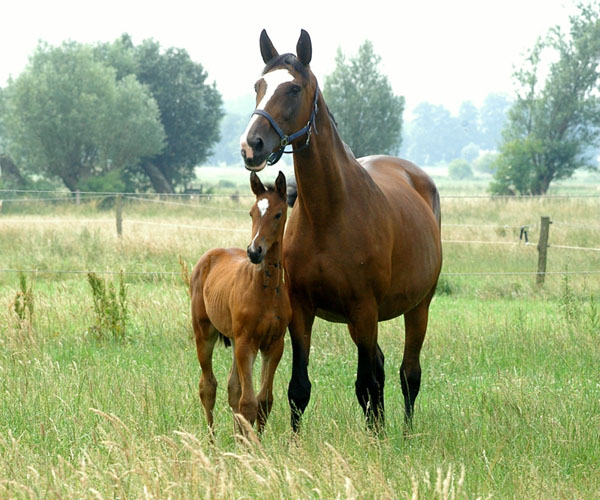 Gwendolyn und Galila v. Exclusiv - Foto: Beate Langels Gestt Hmelschenburg