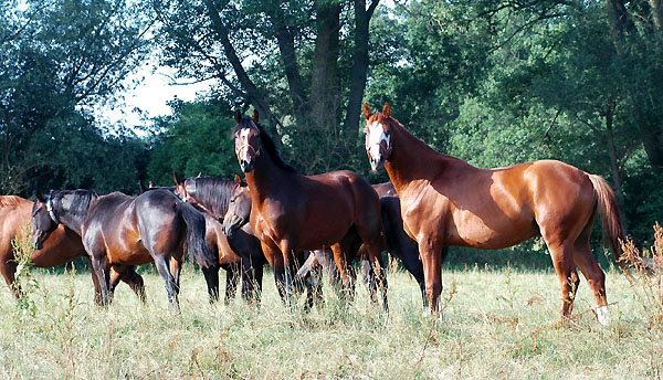 Zweijhrige Hengste i.d.Mitte Hengst v. Summertime x Trocadero, rechts: Hengst v. Shavalou x Alter Fritz - Foto: Beate Langels Gestt Hmelschenburg