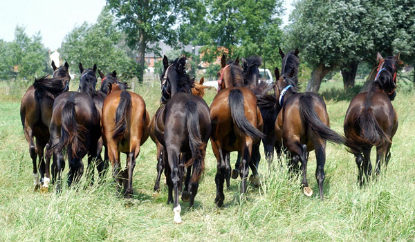 Jhrlingshengste - Foto: Beate Langels Gestt Hmelschenburg
