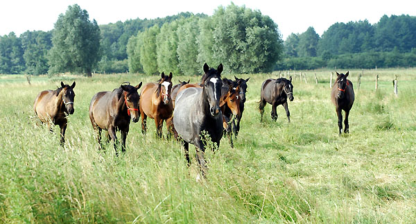 Jhrlingshengste in Schplitz - Foto: Beate Langels Gestt Hmelschenburg