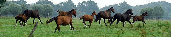 Impressionen auf der Weide 5.7.2009 im Trakehner Gestüt Schplitz