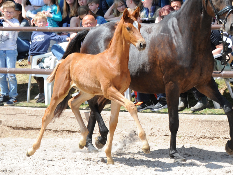 Hengstfohlen v. Schpitzer u.d. Pr.A. Valentine v. High Motion - Foto: Beate Langels