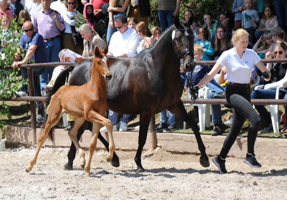 Hengstfohlen v. Schpitzer u.d. Pr.A. Valentine v. High Motion - Foto: Beate Langels