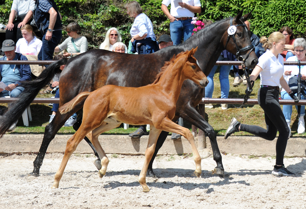 Hengstfohlen v. Schpitzer u.d. Pr.A. Valentine v. High Motion - Foto: Beate Langels