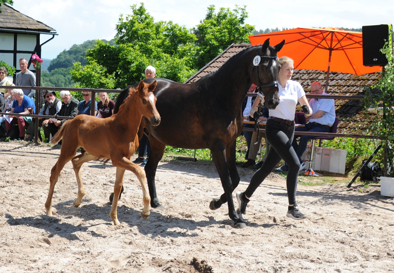 Hengstfohlen v. Schpitzer u.d. Pr.A. Valentine v. High Motion - Foto: Beate Langels