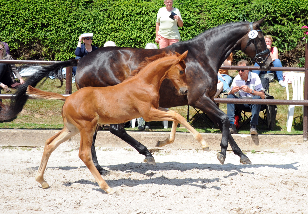 Hengstfohlen v. Schpitzer u.d. Pr.A. Valentine v. High Motion - Foto: Beate Langels