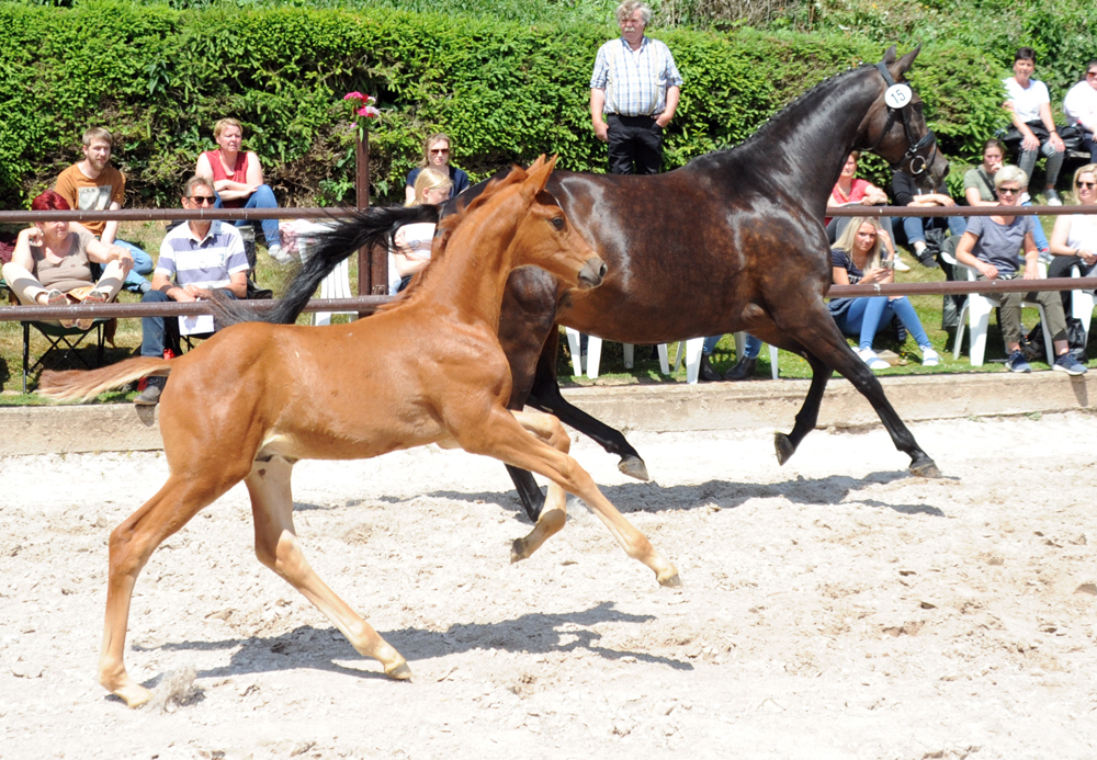 Hengstfohlen v. Schpitzer u.d. Pr.A. Valentine v. High Motion - Foto: Beate Langels