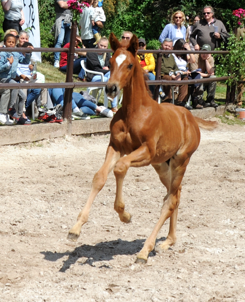 Hengstfohlen v. Schpitzer u.d. Pr.A. Valentine v. High Motion - Foto: Beate Langels