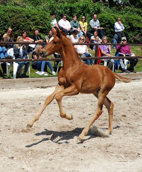Hengstfohlen v. Schpitzer u.d. Pr.A. Valentine v. High Motion - Foto: Beate Langels