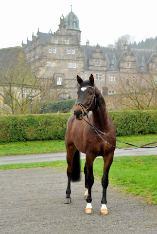 Trakehner Gelding by Shavalou out of Kalidah Jamal by Manhattan out of ESt. Kassuben by Enrico Caruso, Foto: Beate Langels, Gestt Hmelschenburg