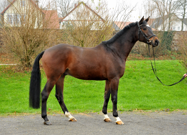 Trakehner Gelding by Shavalou out of Kalidah Jamal by Manhattan out of ESt. Kassuben by Enrico Caruso, Foto: Beate Langels, Gestt Hmelschenburg