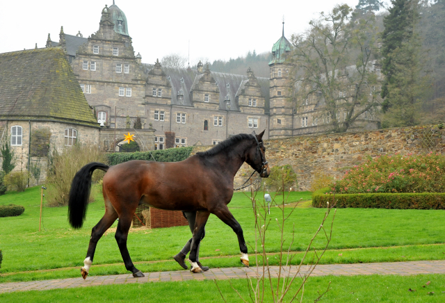 Trakehner Gelding by Shavalou out of Kalidah Jamal by Manhattan out of ESt. Kassuben by Enrico Caruso, Foto: Beate Langels, Gestt Hmelschenburg