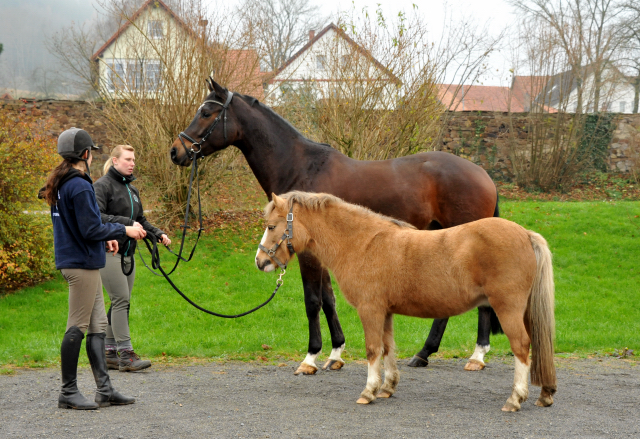 Trakehner Gelding by Shavalou out of Kalidah Jamal by Manhattan out of ESt. Kassuben by Enrico Caruso, Foto: Beate Langels, Gestt Hmelschenburg