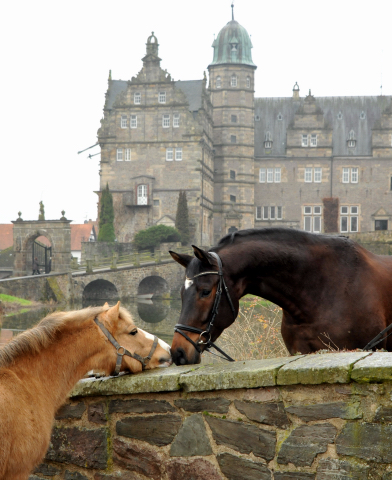 Trakehner Gelding by Shavalou out of Kalidah Jamal by Manhattan out of ESt. Kassuben by Enrico Caruso, Foto: Beate Langels, Gestt Hmelschenburg