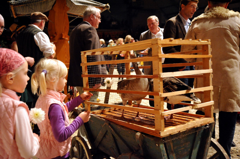 Wehlauer Pferdemarkt - Foto: Beate Langels, Trakehner Gestt Hmelschenburg