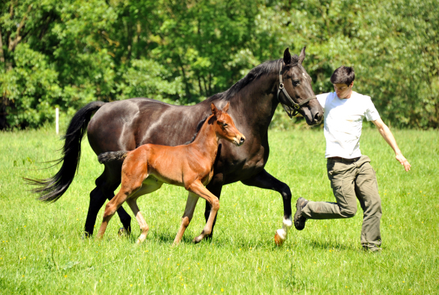 im Gestüt Hämelschenburg - Foto Beate Langels