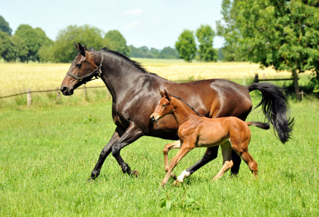 im Gestüt Hämelschenburg - Foto Beate Langels