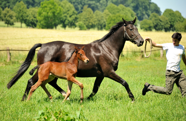 im Gestüt Hämelschenburg - Foto Beate Langels
