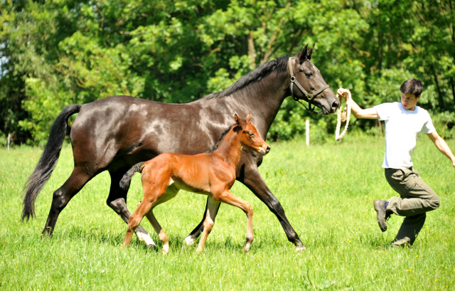 im Gestüt Hämelschenburg - Foto Beate Langels