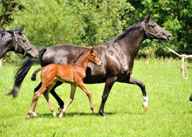 im Gestüt Hämelschenburg - Foto Beate Langels