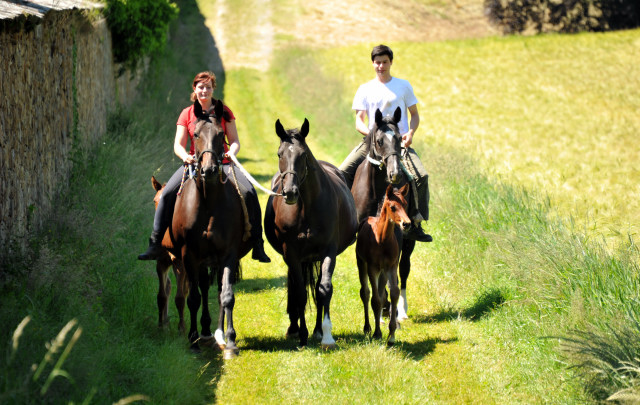 im Gestüt Hämelschenburg - Foto Beate Langels