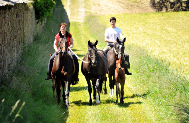im Gestüt Hämelschenburg - Foto Beate Langels