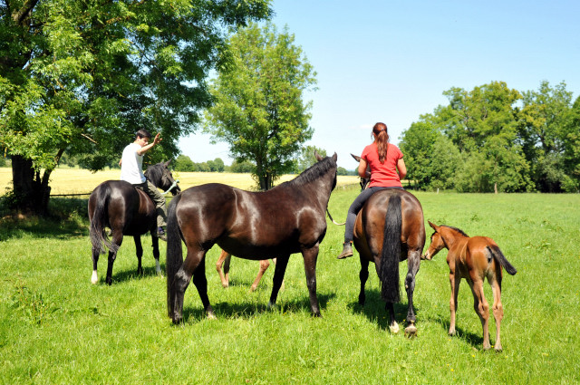 im Gestüt Hämelschenburg - Foto Beate Langels